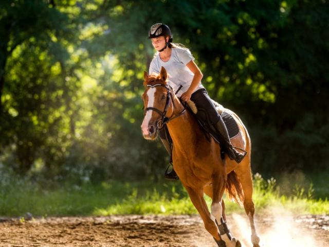 Présentation des chevaux du Haras 