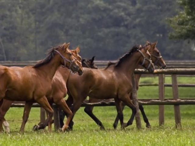 Présentation chevaux de course