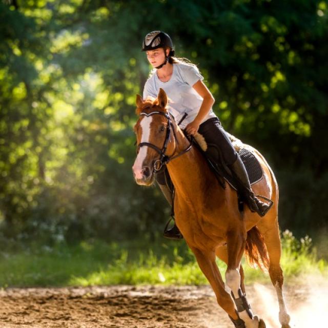 Présentation des chevaux du Haras 