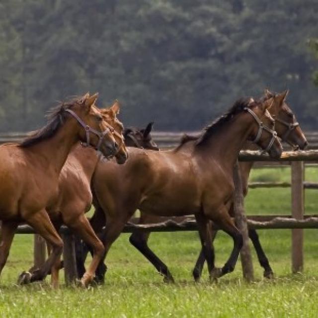 Présentation chevaux de course