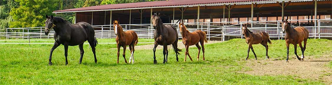 troupeau chevaux