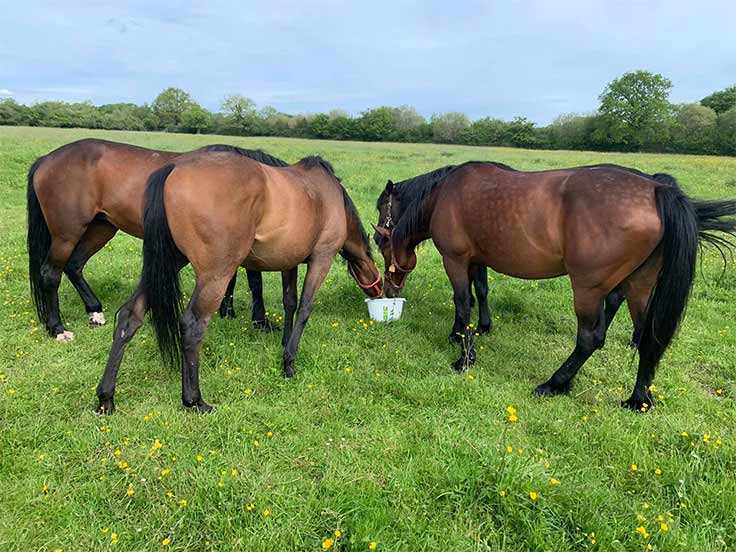 Nourriture controlé chevaux