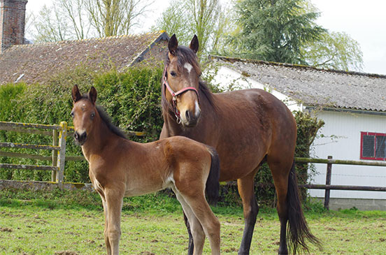 Valorisation jeune cheval